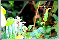 Plonsen - nr. 0191